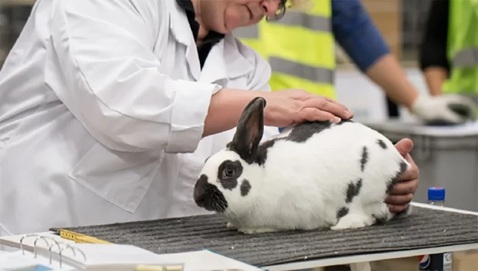 AI Offers Promise In Reducing Animal Testing In Drug Testing