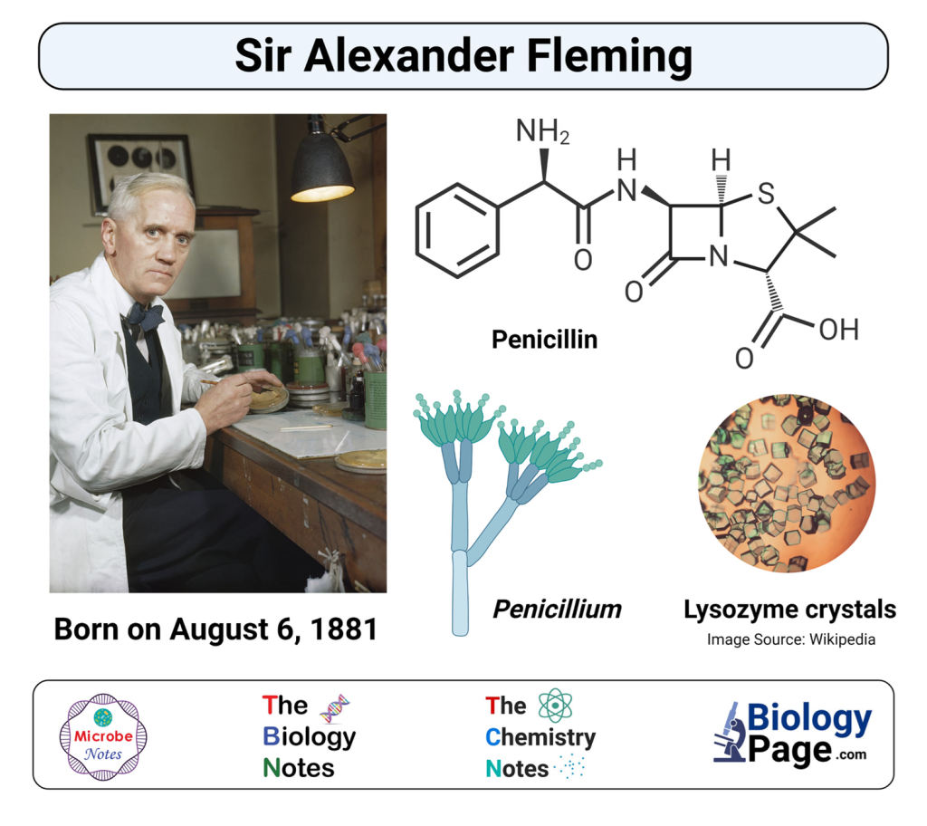 Alexander Fleming Discoveries in the Development of Penicillin